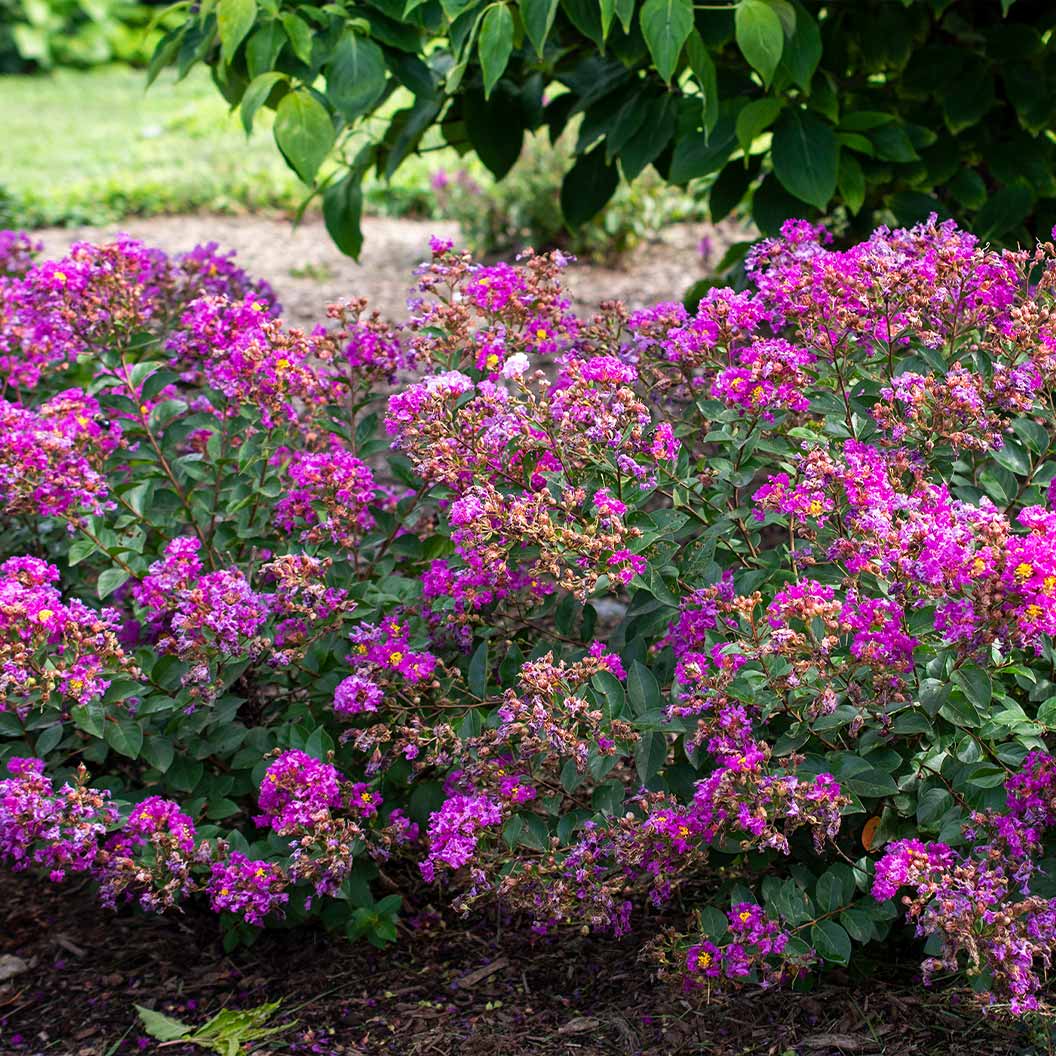 Bellini® Grape Crape Myrtle