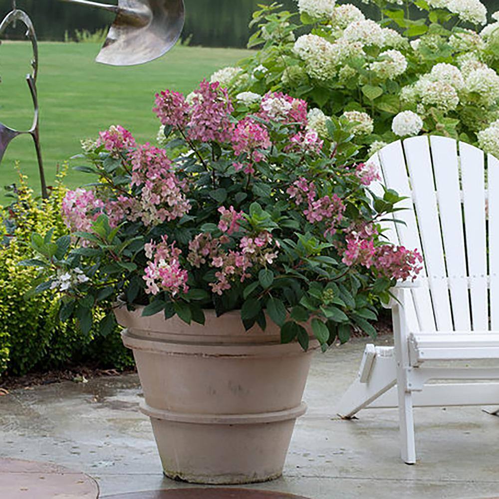 PROVEN WINNERS 2 Gal. Little Quick Fire Hydrangea Shrub with White to Pink-Red Blooms 14054