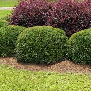 national PLANT NETWORK 2.25 Gal. Holly Dwarf Yaupon Shrub HD7144