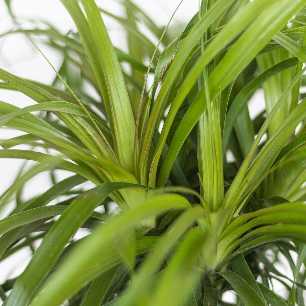 United Nursery Ponytail Palm Live Indoor Beaucarnea Guatemalensis Recurvata Houseplant Shipped in 6 inch Grower Pot 22082