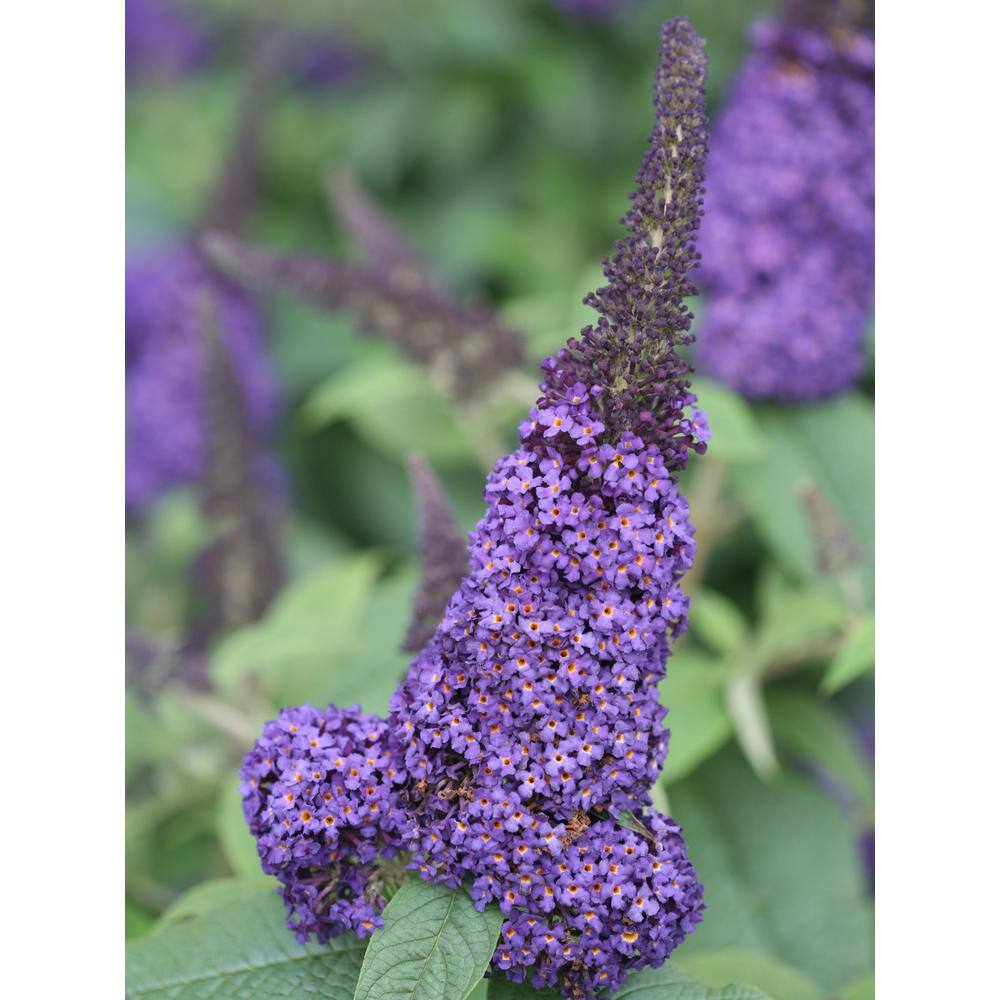 PROVEN WINNERS 4.5 in. qt. Pugster Blue Butterfly Bush (Buddleia) Live Shrub Blue Flowers BUDPRC1407800