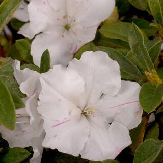 ENCORE AZALEA 2 Gal. Autumn Lily Azalea Shrub with White Flowers 17698