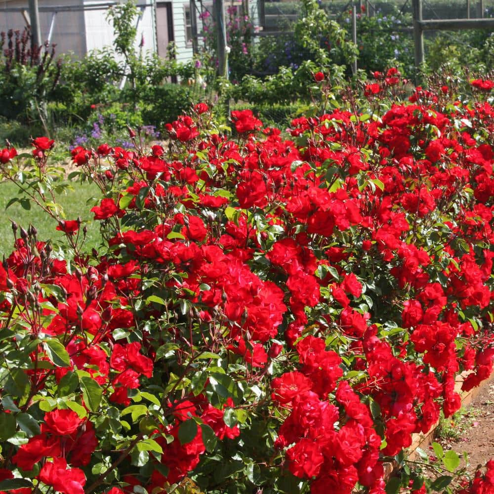 national PLANT NETWORK Bare Root Red Rose Plant with Blooms HD7661