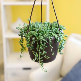 SMART PLANET 6 in. Assorted String of Pearls Hanging Basket Plant 0881004