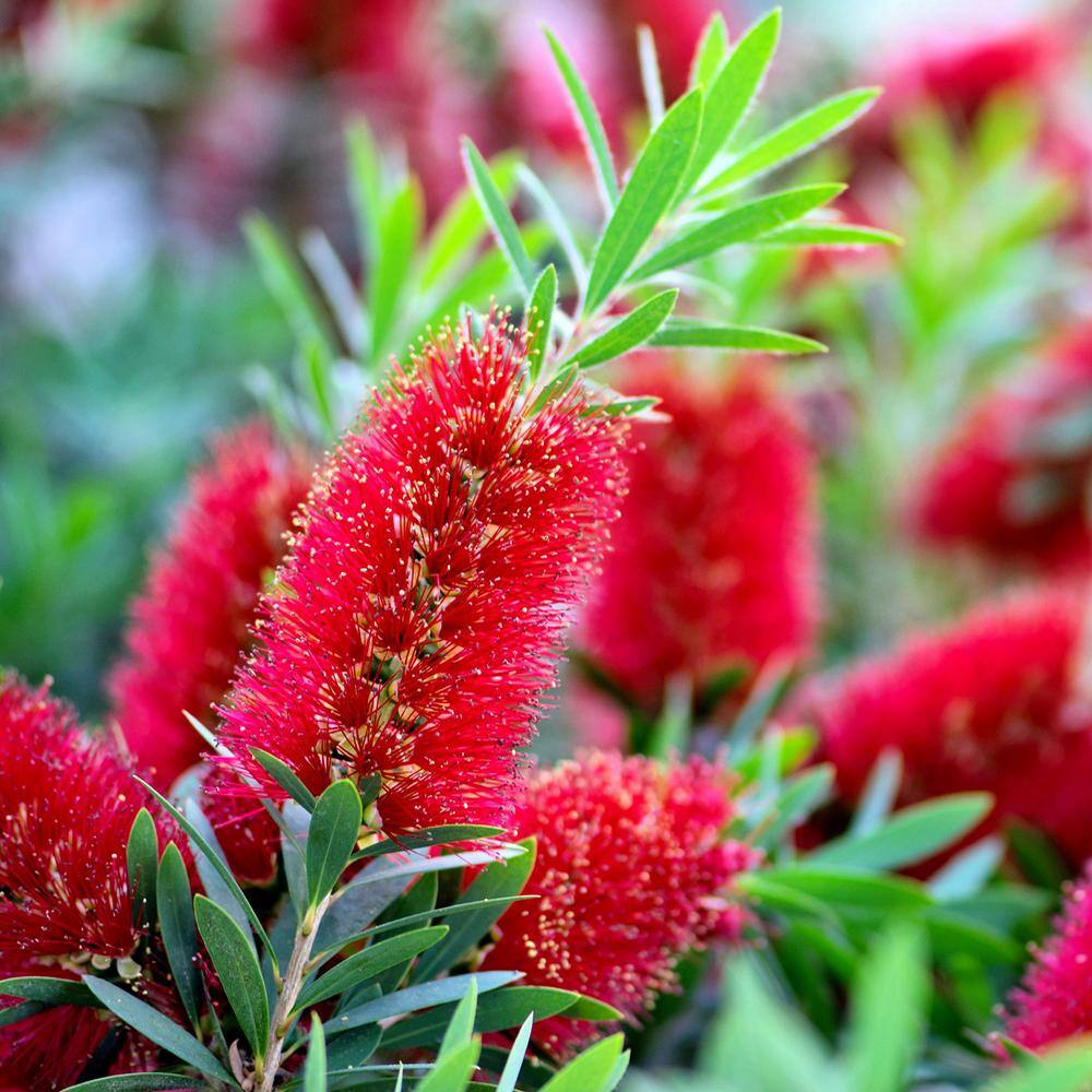 FLOWERWOOD Red Cluster Bottlebrush (Callistemon rigidus) 2.5 Gal Bottlebrush Like Flower Clusters Live Evergreen Accent Shrub 09213FL