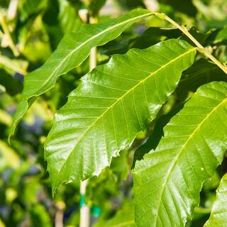 Perfect Plants 5 Gal. American Hybrid Chestnut Tree (2-Pack) THD00413