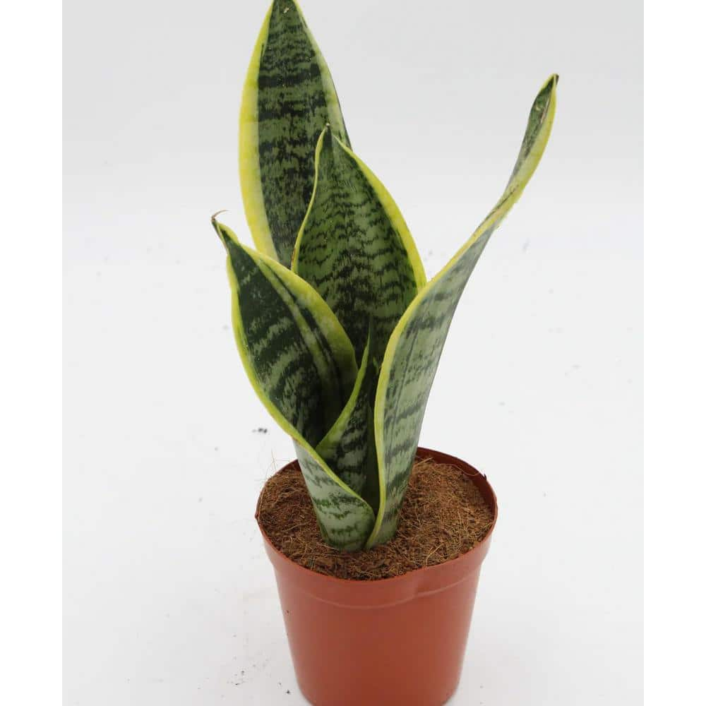 Wekiva Foliage Futura Snake Plant - Live Plant in a 4 in. Pot - Sansevieria Superba - Beautiful and Elegant Easy Care Houseplants FuturaSnakePlant4