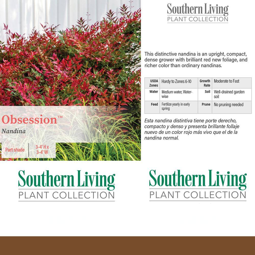 Southern Living 2 Gal. Obsession Nandina Shrub with Bright Red Foliage 14404