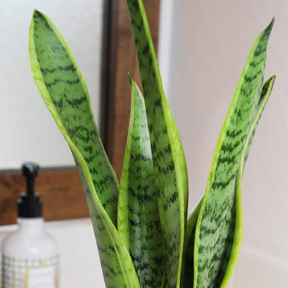 ALTMAN PLANTS Decorative Snake Plant Gift (Sansevieria Laurentii) in 4.25 in. White Pot 0873203