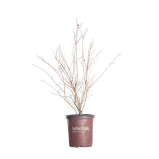 SOUTHERN LIVING 2 Gal. Delta Eclipse Crapemyrtle Live Deciduous ShrubTree Burgundy Foliage Lavender Blooming 37732