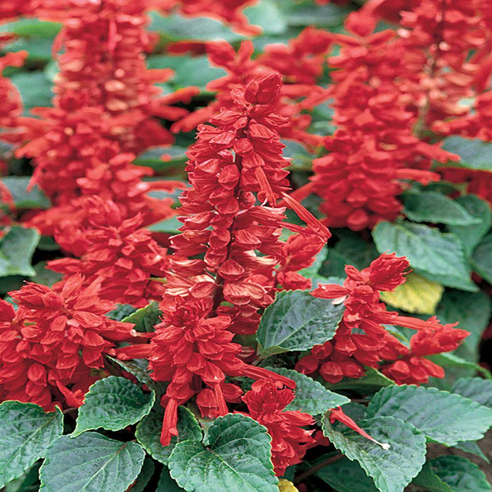 4.5 in. Red Salvia Sage Plant 9948