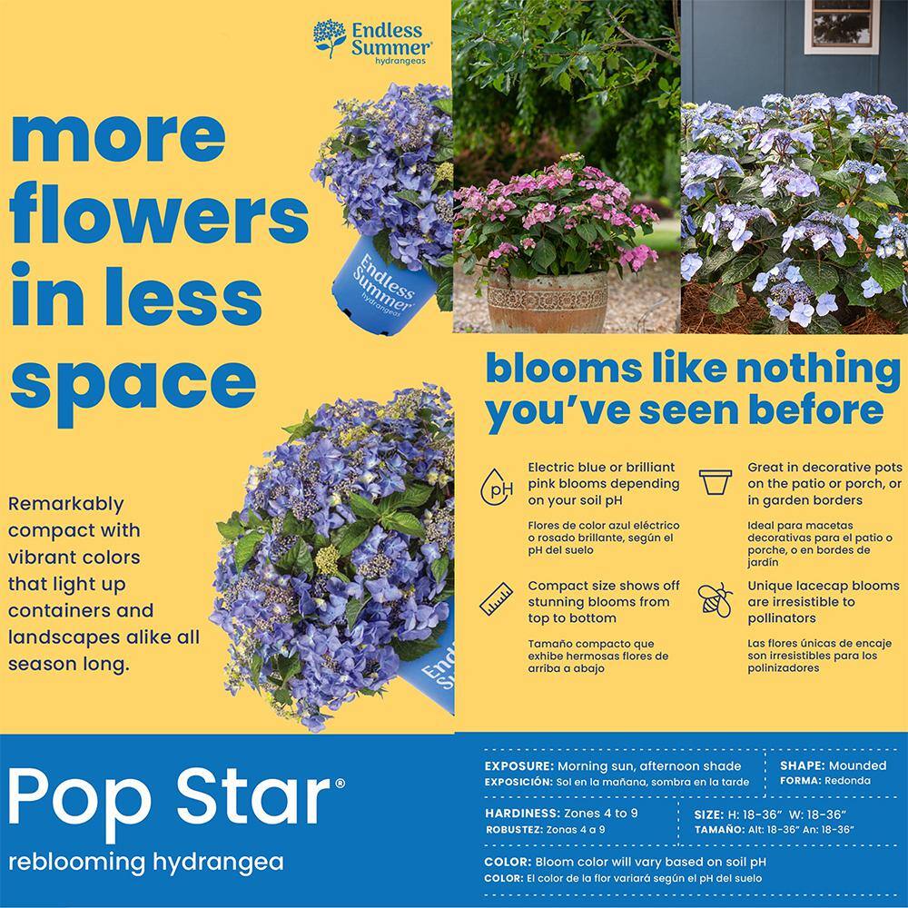 Endless Summer 2 Gal. Pop Star Reblooming Hydrangea Flowering Shrub with Electric Blue or Pink Lacecap Flowers 17206