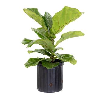 United Nursery Fiddle Leaf Fig Ficus Lyrata Live Houseplant in 9.25 inch Grower Pot 23782