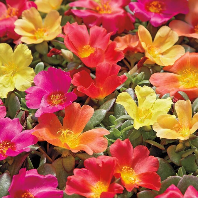 Better Homes and Gardens 1 Quart Purslane Pazazz Nano， Multicolors， Annual， Live Plant (4 Count Pack)