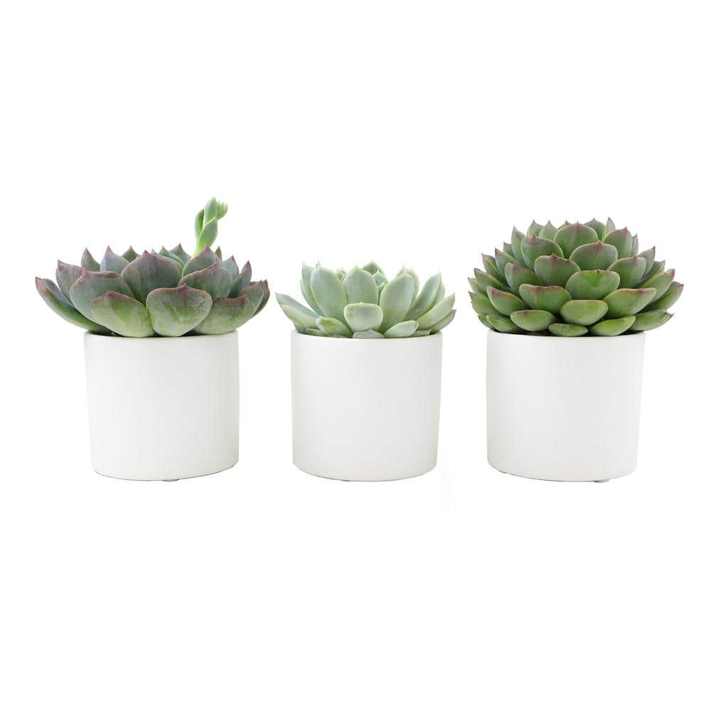 ALTMAN PLANTS 2.5 in. Echeveria Assorted Varieties in Matte White Cylindrical Decco Pots (3-Pack) 0872547