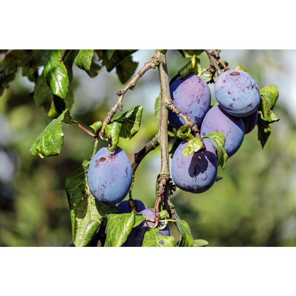 Online Orchards Dwarf Italian Plum Tree Bare Root FTPL001