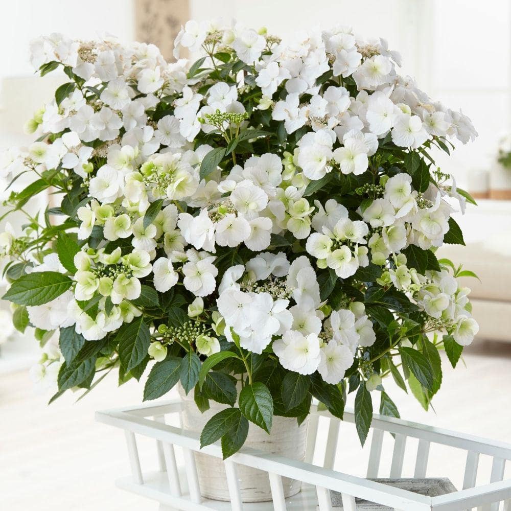 PROVEN WINNERS 2 Gal. Fairytrail Bride Hydrangea Shrub with White Blooms 17517