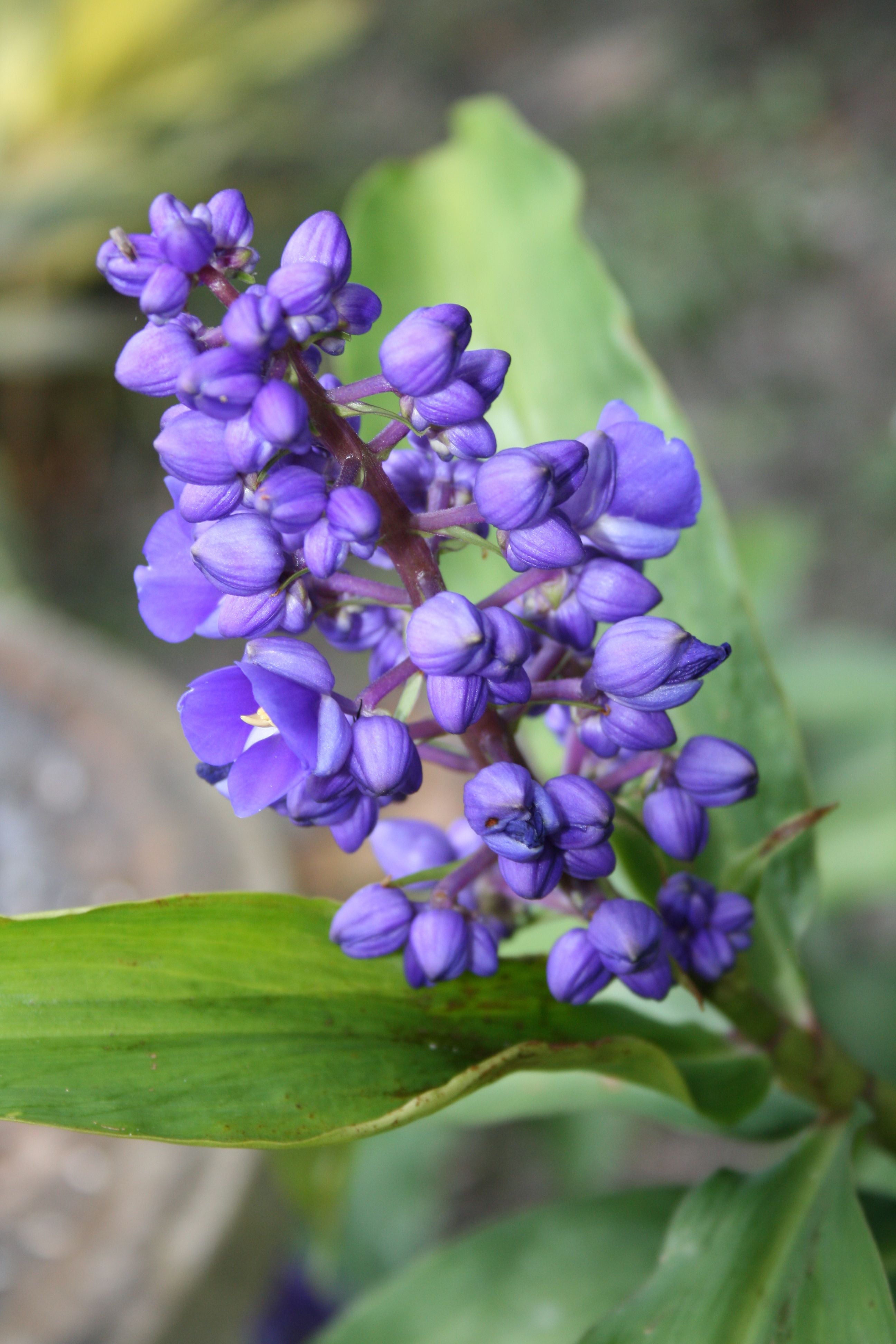 Blue Live Dichorisandra Thyrsiflora Ginger Plant Root 1 Pk Partial Sun