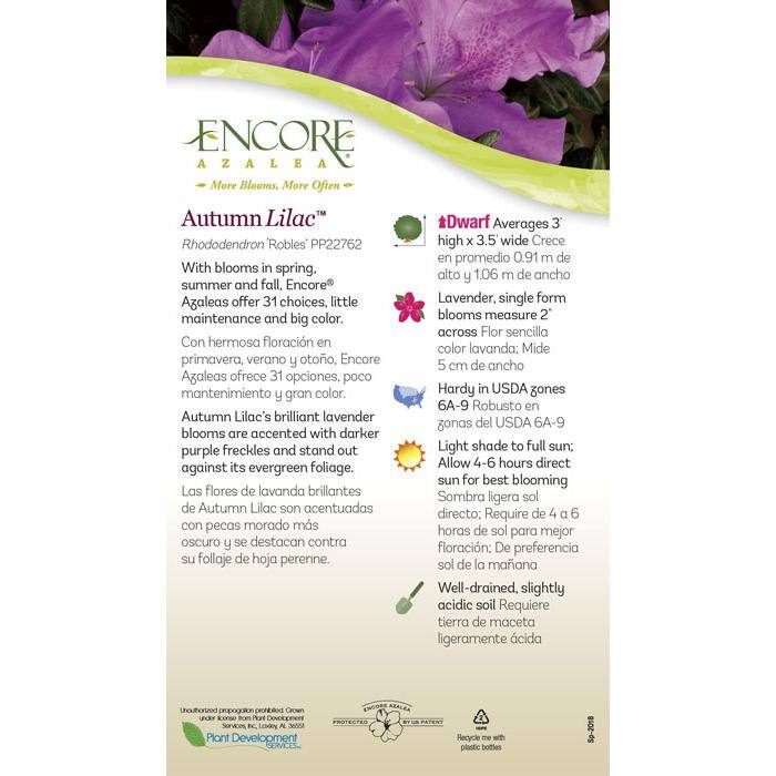 ENCORE AZALEA 1 Gal. Autumn Lilac Encore Azalea Shrub with Lavender Purple Reblooming Flowers 80331