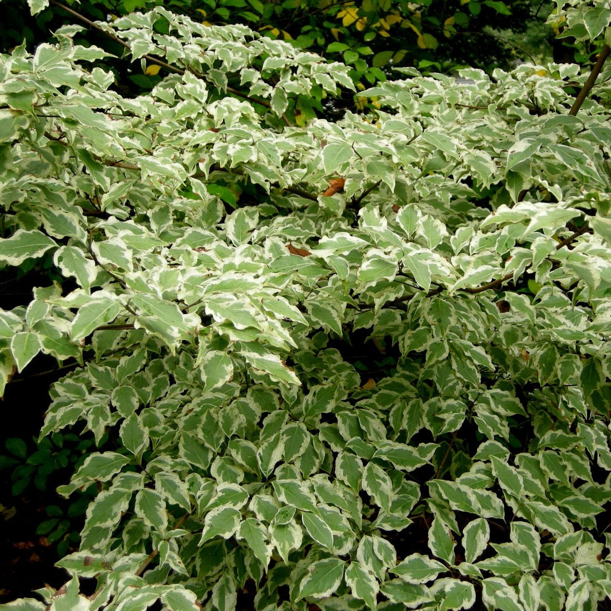 Wolf Eye Kousa Dogwood Tree