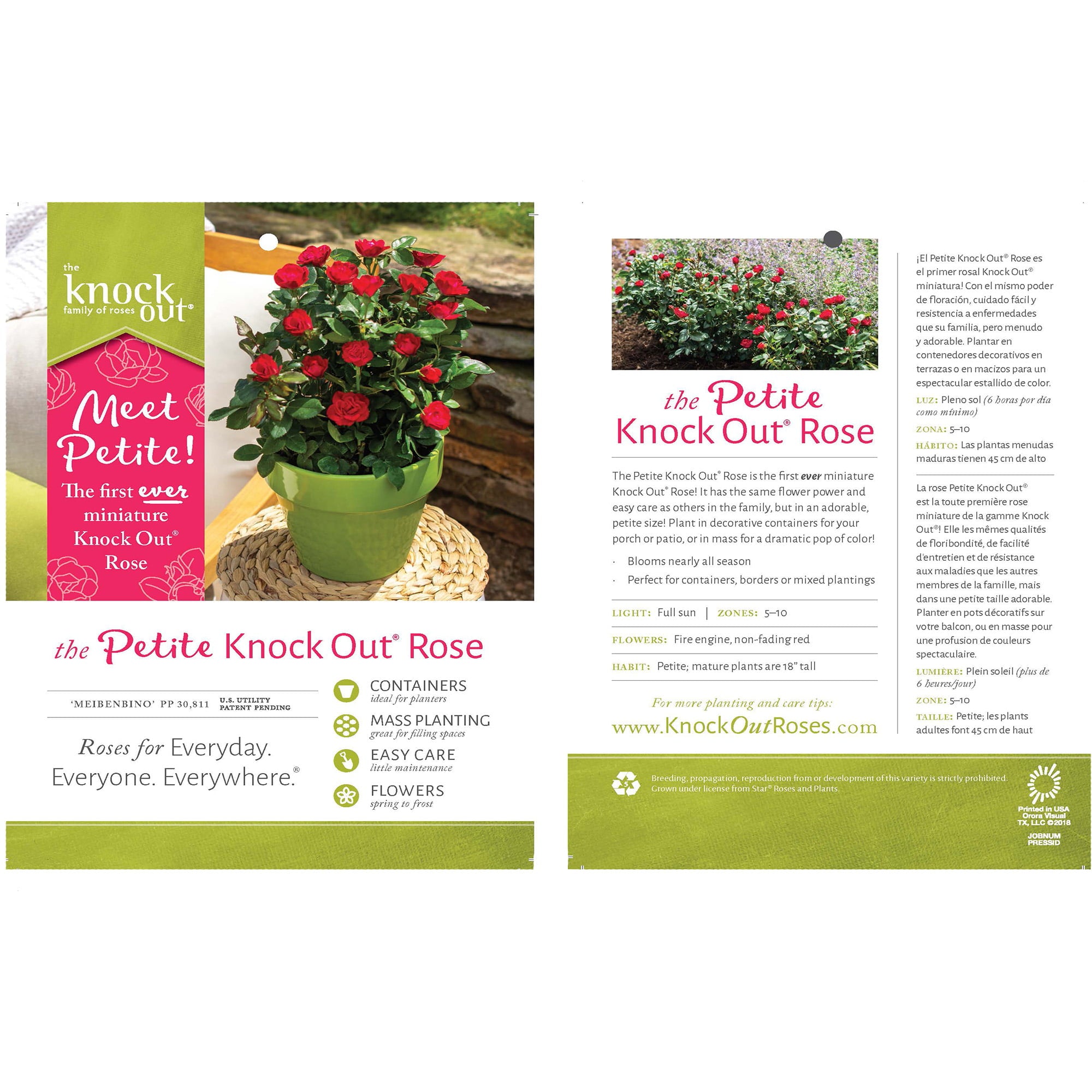 The Petite Knock Out Rose Plant with Fire Engine Red， Non Fading Blooms (2 Quart)