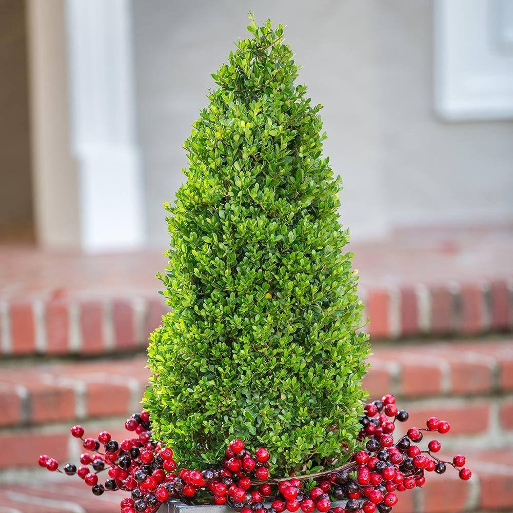 FLOWERWOOD 3 Gal. Japanese Holly Compacta 3 Gal. Live Evergreen Shrub 31003