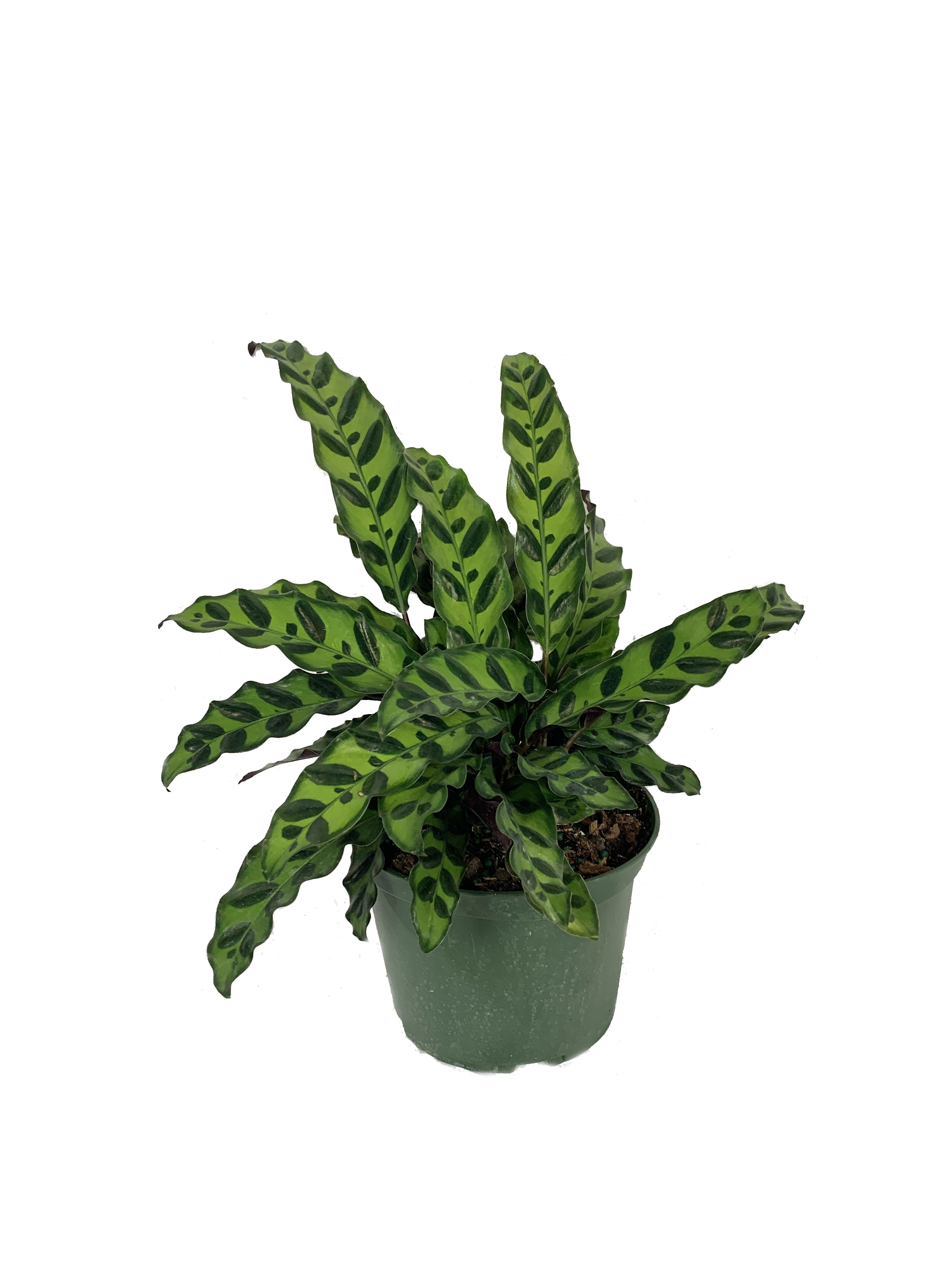 Rattlesnake Calathea - Live Plant in a 6 Inch Pot - Calathea Lancifolia - Beautiful Easy to Grow Air Purifying Indoor Plant