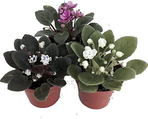 Miniature African Violet - 3 Plants/2" Pot - Great for Terrariums