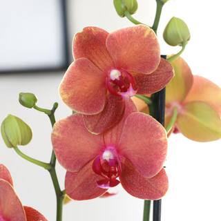 Just Add Ice Premium Orchid (Phalaenopsis) Salmon Plant in 5 in. Grey Ceramic Pottery J5018