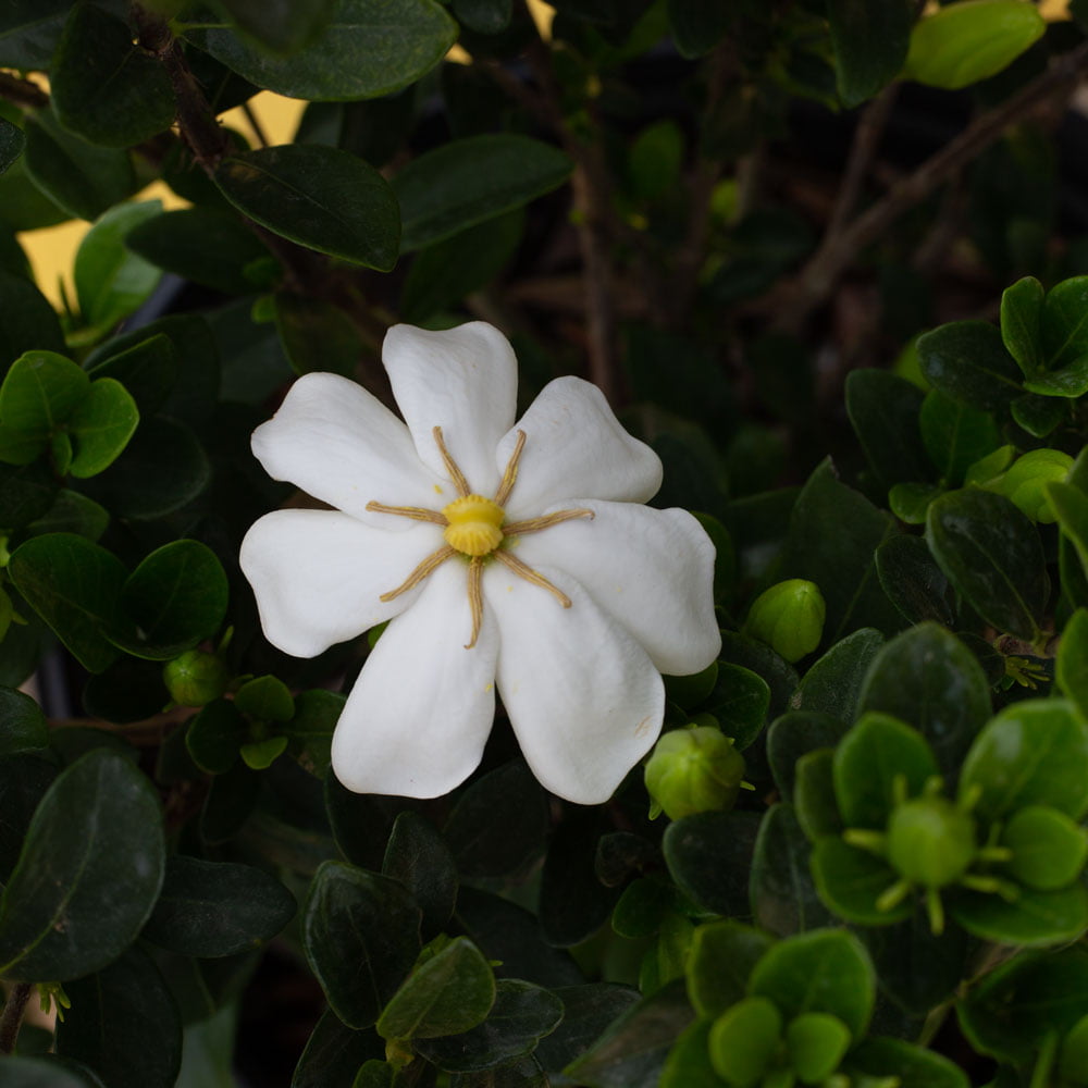 Hardy Daisy Gardenia (2.5 Gallon) Evergreen Shrub with White Fragrant Blooms - Full Sun Live Outdoor Plant