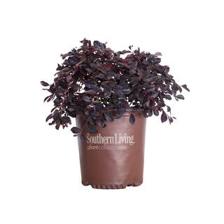 SOUTHERN LIVING 2 Gal. Purple Diamond Semi-Dwarf Loropetalum Evergreen Shrub with Purple Foliage Pink Ribbon Blooms 42102