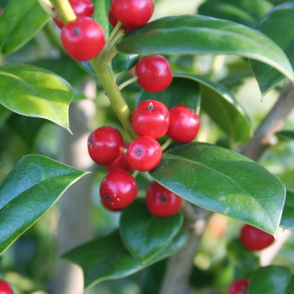 national PLANT NETWORK 2.25 Gal. Holly Needlepoint Shrub HD7148