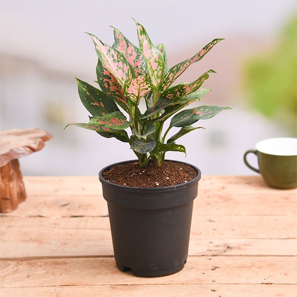 Aglaonema Pink Dalmatian - Plant