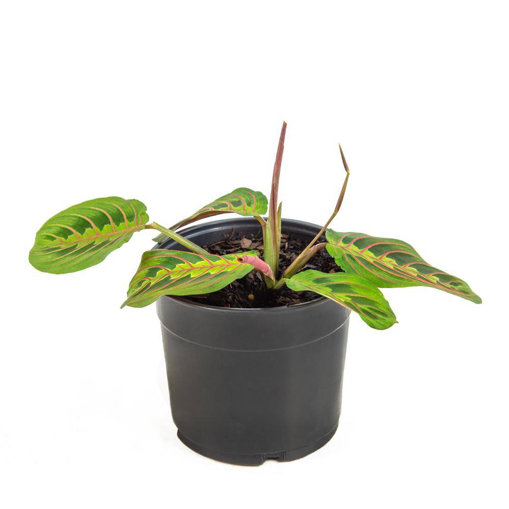 national PLANT NETWORK 6 in. Prayer Red Maranta Plant in. Green Grower Pot HD7695