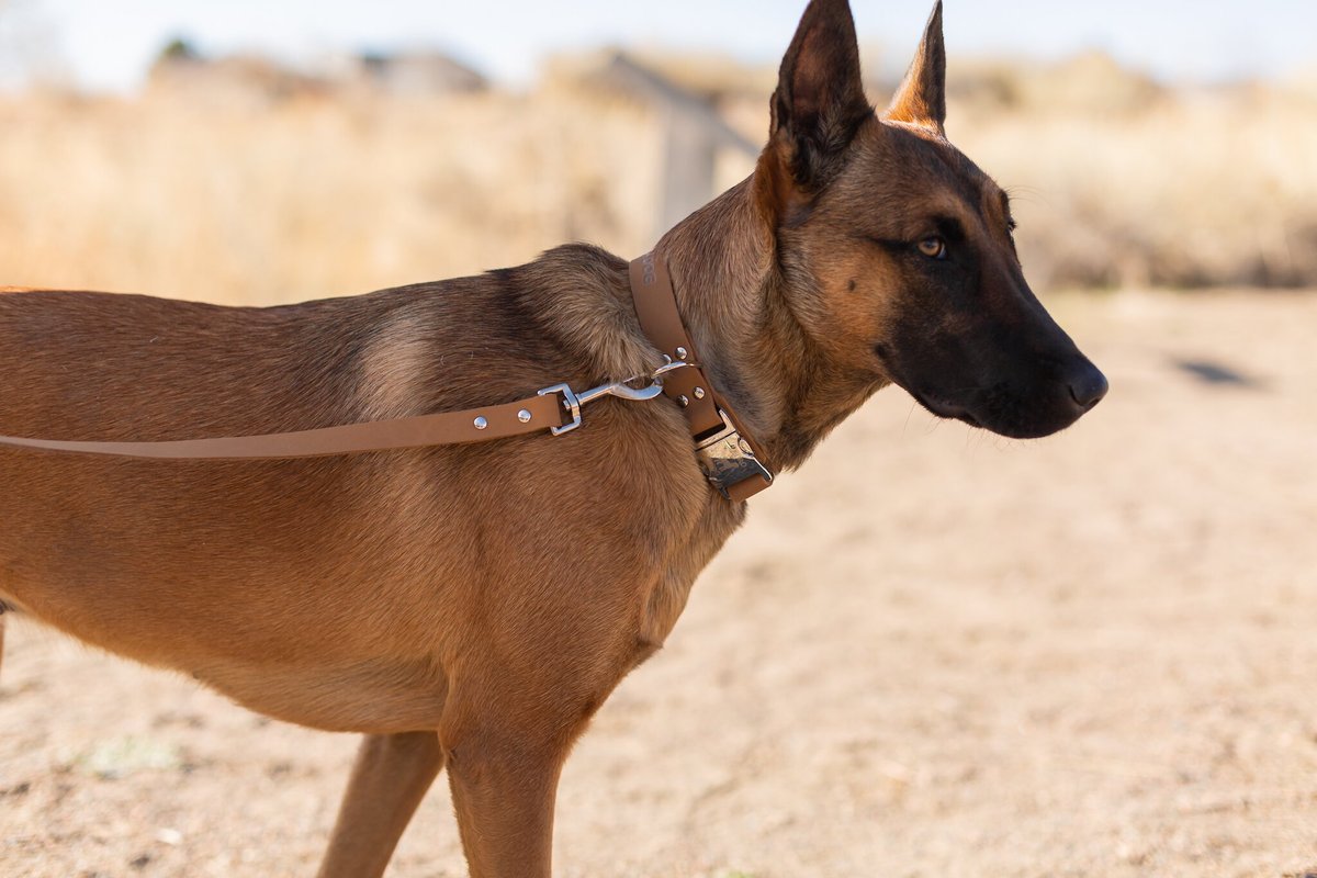 Euro-Dog Modern Leather Dog Lead