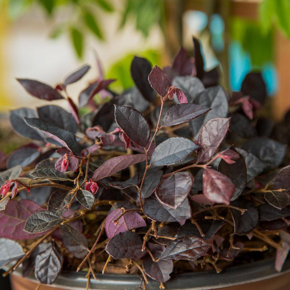 SOUTHERN LIVING 1.5 Gal. Purple Pixie Dwarf Weeping Loropetalum Groundcover Evergreen Shrub with Purple Foliage Pink Blooms 42052