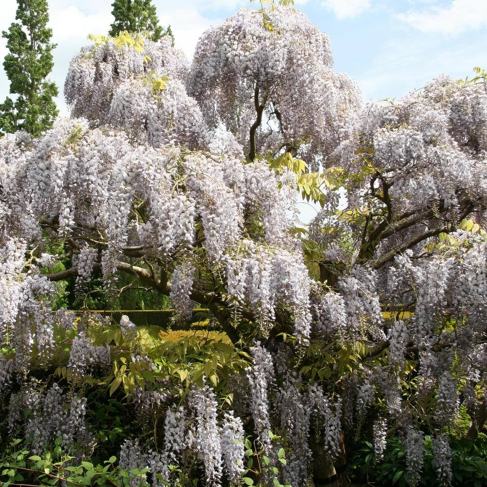 national PLANT NETWORK 2.5 Qt. Wisteria White Flowering Shrub with White Flowers HD1106