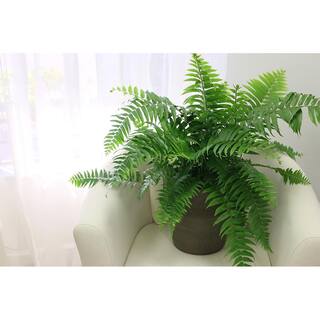 Costa Farms Macho IndoorOutdoor Fern in 9.25 White Paradise Planter Avg. Shipping Height 2-3 ft. Tall CO.3.MF10.PARWT