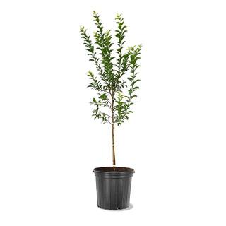 5 Gal. Au Roadside Plum Tree PLUARD05G