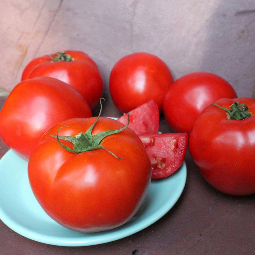 Bonnie Plants 2.32 qt. Summer Set Tomato Plant 0273