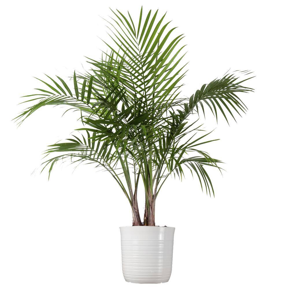 United Nursery Majesty Palm Live Indoor Outdoor Plant in 10 inch White Decor Pot 74509