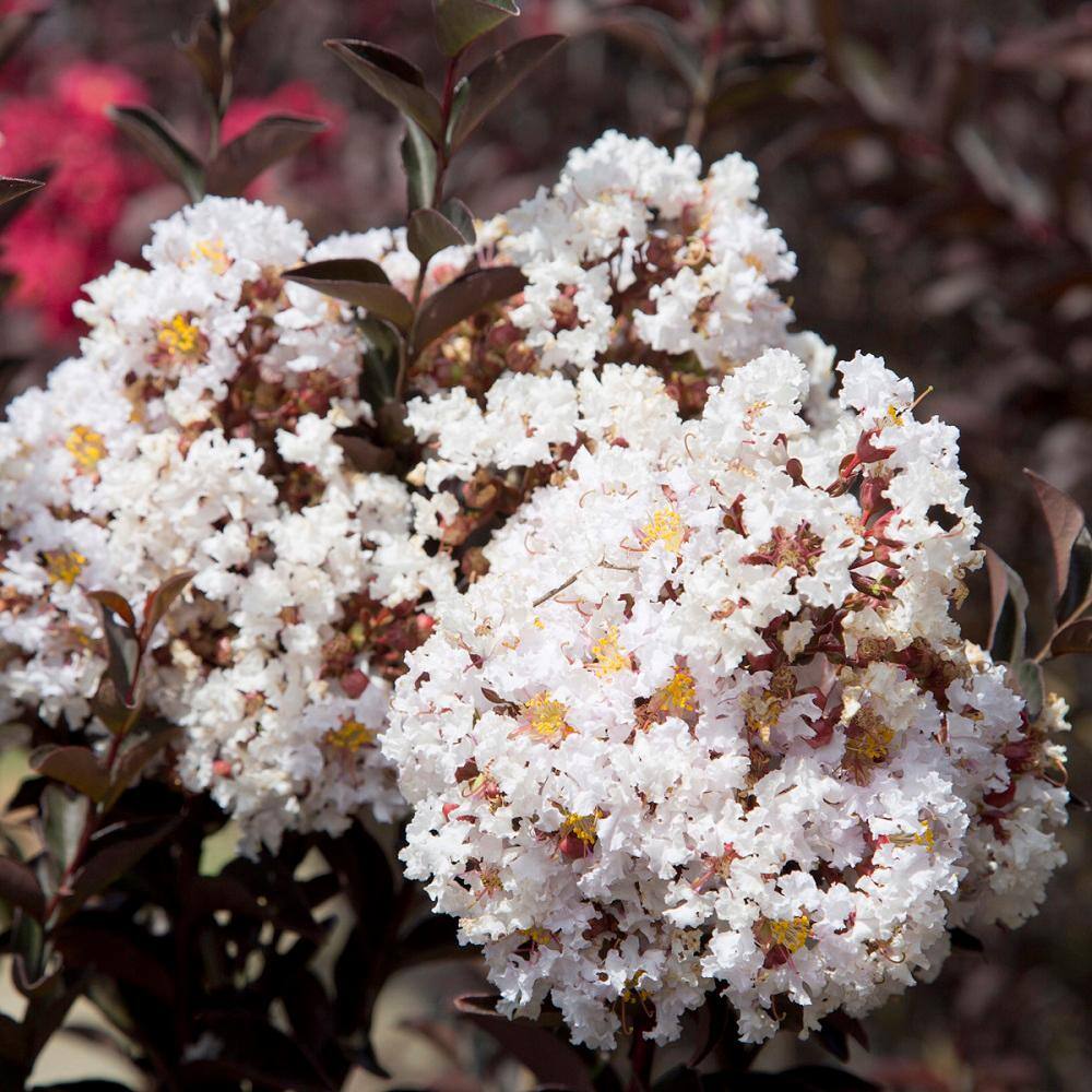 SOUTHERN LIVING 2 Gal. Delta Moonlight Crapemyrtle Live Deciduous ShrubTree Burgundy Foliage  White Blooming 37742