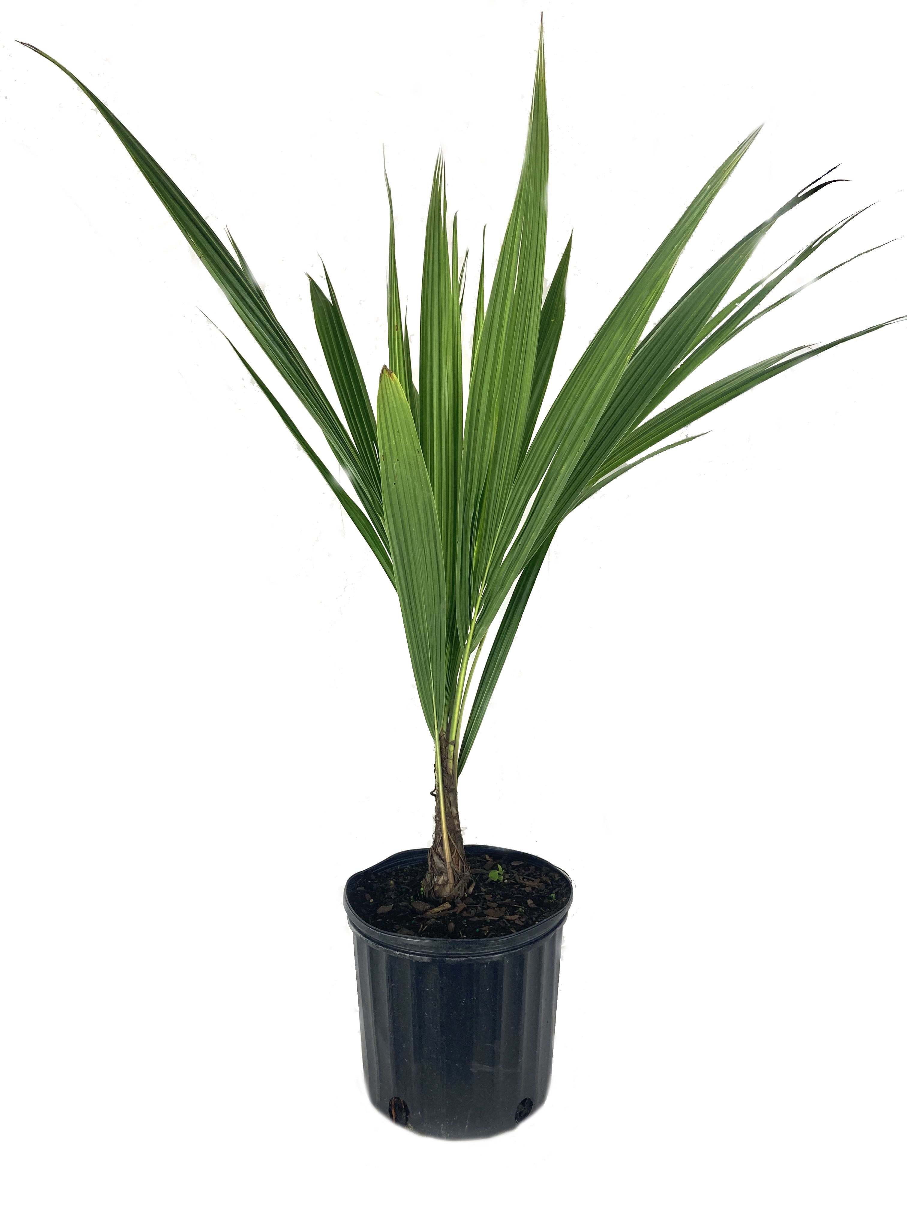 High Plateau Coconut Palm - Live Plant in a 3 Gallon Pot - Beccariophoenix Alfredii - Extremely Rare Ornamental Cold Hardy Coconut Palm