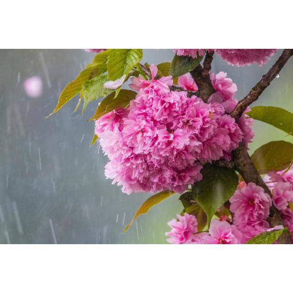 Online Orchards Kwanzan Cherry Blossom Tree Bare Root FLCH001