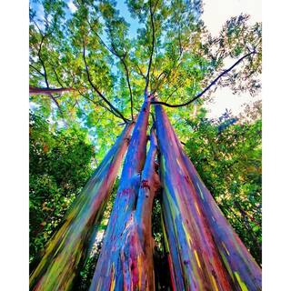 Wekiva Foliage Rainbow Eucalyptus Tree - Live Plant in a 1 Gallon Pot - Eucalyptus Deglupta - Rare and Exotic Ornamental Tree RainbowEucalyptusTree1G