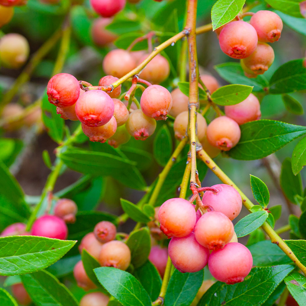 Pink Lemonade Blueberry Bush