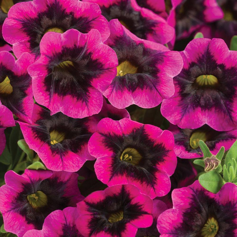 PROVEN WINNERS 4.25 in. Eco+Grande Superbells Blackcurrant Punch (Calibrachoa) Live Plant Pink-Purple Flowers (4-Pack) BELPRW3107504