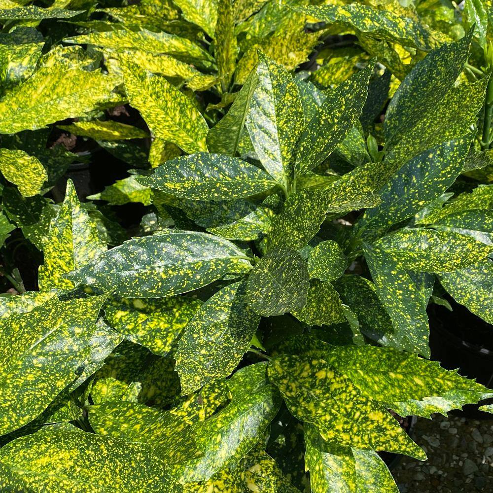 2.5 Gal - Variegated Gold Dust Aucuba Live Evergreen Shrub Plant