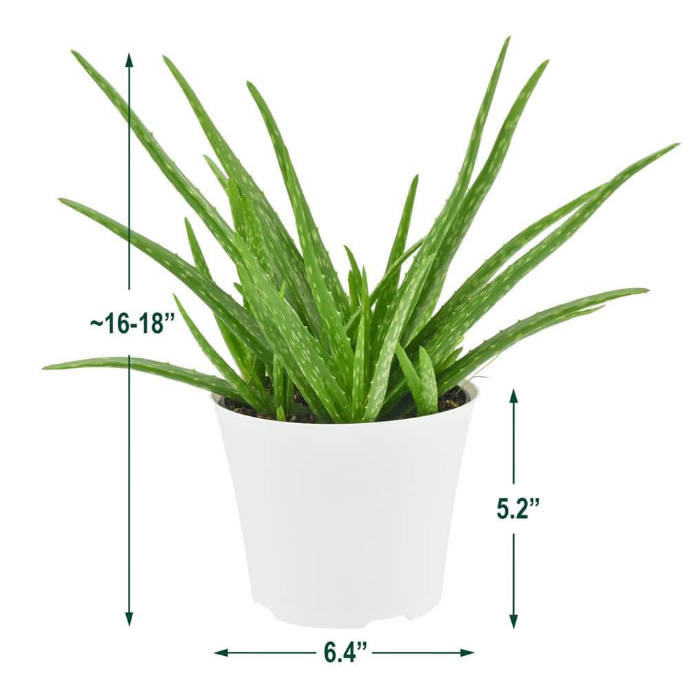 Arcadia Garden Products 6 in. Aloe Vera Plant in White Plastic Pot Cover LV95