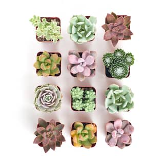 Shop Succulents 2 in. Premium Pastel Succulent (Collection of 12) P12